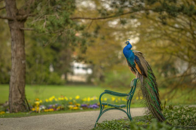 Peacock perching on bench at park