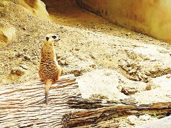 View of lizard on rock