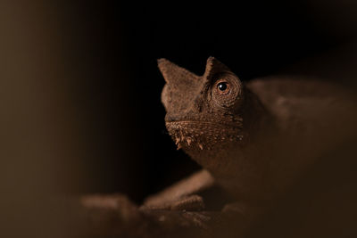 Close-up of lizard against black background