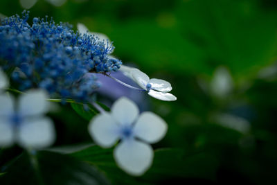 Close-up of flowers blooming outdoors