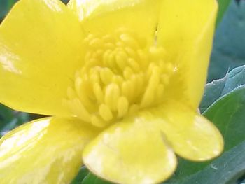 Close-up of yellow flower