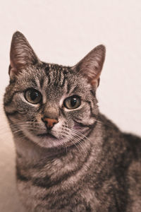 Close-up portrait of cat against white background