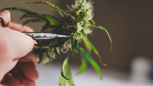 Cropped image of person holding cannabis plant at home