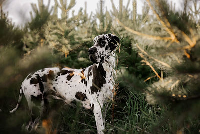 Dog looking away on field