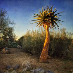 Trees growing on landscape