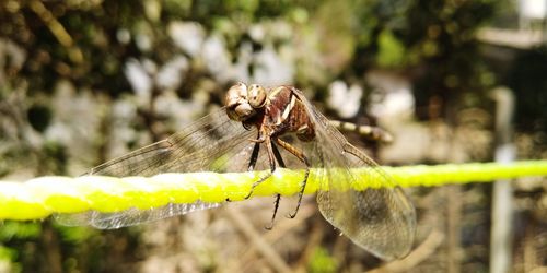 Close-up of insect on rope