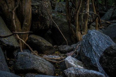 Rocks and trees in forest