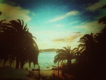 Palm trees on beach