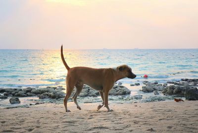 Dog on beach