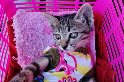 Portrait of cat relaxing on purple at home