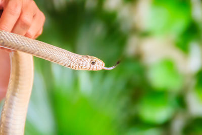 Close-up of a hand feeding