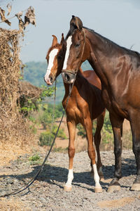 Horses standing in ranch