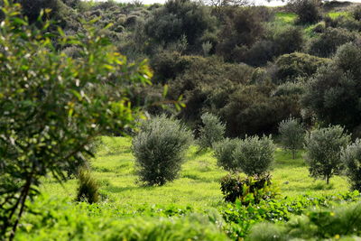 Trees on field