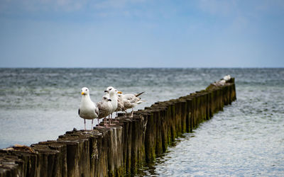 Seagulls perching on wooden post