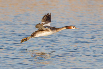 Seagull flying over lake