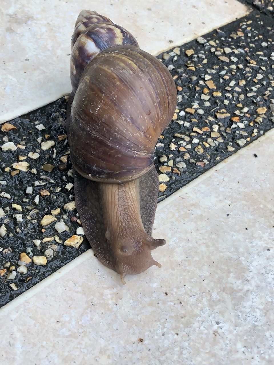 HIGH ANGLE VIEW OF SNAIL IN THE GROUND