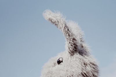 Low angle view of a horse on snow against sky