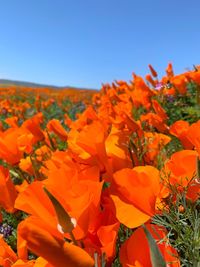 Close-up of orange flowering plants on field against clear sky