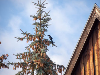 Low angle view of bird perching on tree against sky