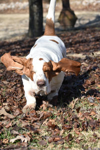 Dog on field