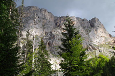 Low angle view of trees on mountain against sky