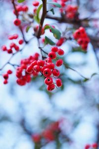 Close-up of red berries growing on tree