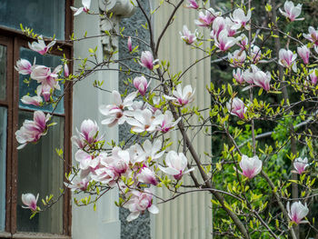 Close-up of white flowers blooming on tree