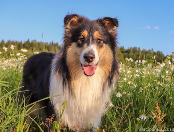 Portrait of dog sticking out tongue on field