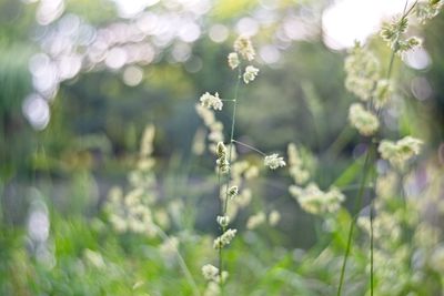 Close-up of flowering plants on field