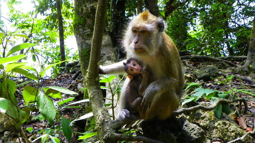 Monkey on tree in forest