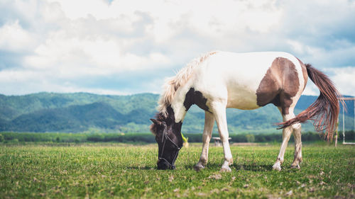 Horse grazing on field