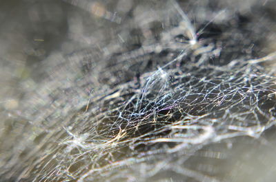 Close-up of spider web