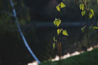 Close-up of plant hanging on tree