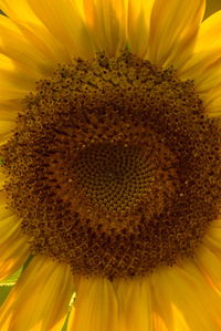 Close-up of bee on sunflower