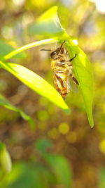 Close-up of insect on leaf