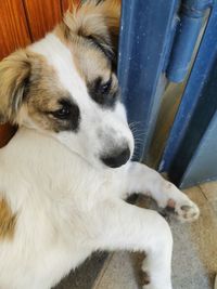 High angle view of dog resting