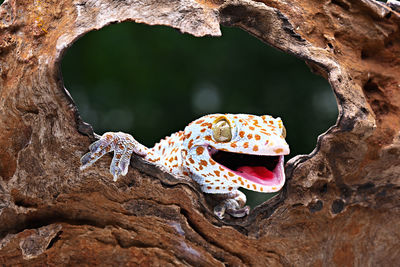 A gecko is looking in a brown wooden hole