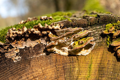 Close-up of leaves on tree trunk