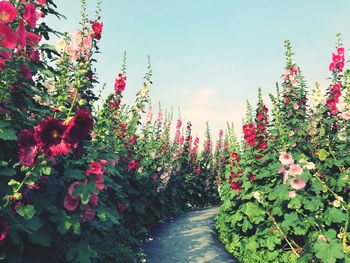 Red flowers on plant against sky