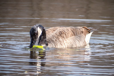 Duck swimming in lake