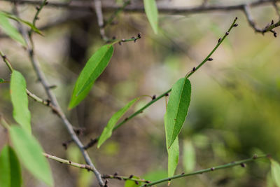 Close-up of a plant