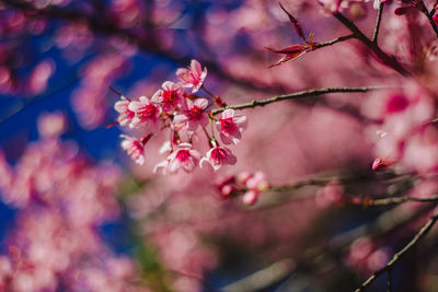 Close-up of pink cherry blossom