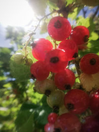 Close-up of red berries growing on tree