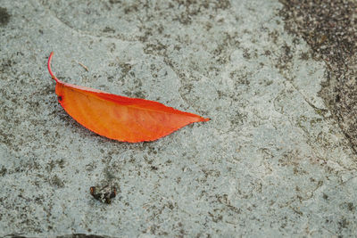 High angle view of orange leaf on beach