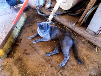 High angle view of cat