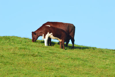 Cattle grazing in a field against blue sky 