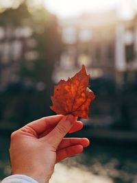 Close-up of hand holding maple leaf during autumn