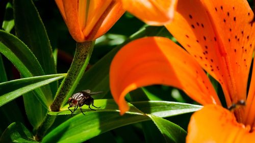Close-up of insect pollinating on orange flower