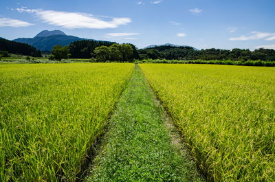 Scenic view of agricultural field against sky