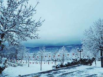 Snow covered plants against sky